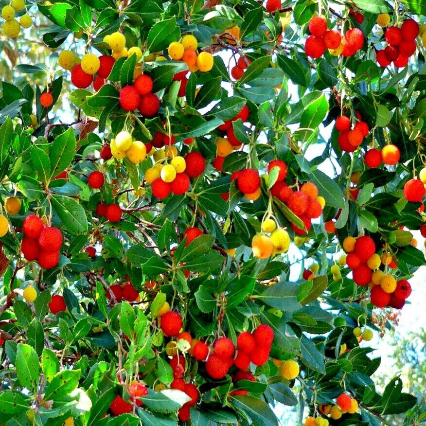 Strawberry Tree Seeds - Arbutus Unedo - Irish Killarney Variety - Rare Garden Fruit Plant Seeds
