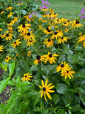 Black-Eyed Susan Plants - 12 Bare Root Plugs - Organic, Flowering Perennial - Rudbeckia hirta