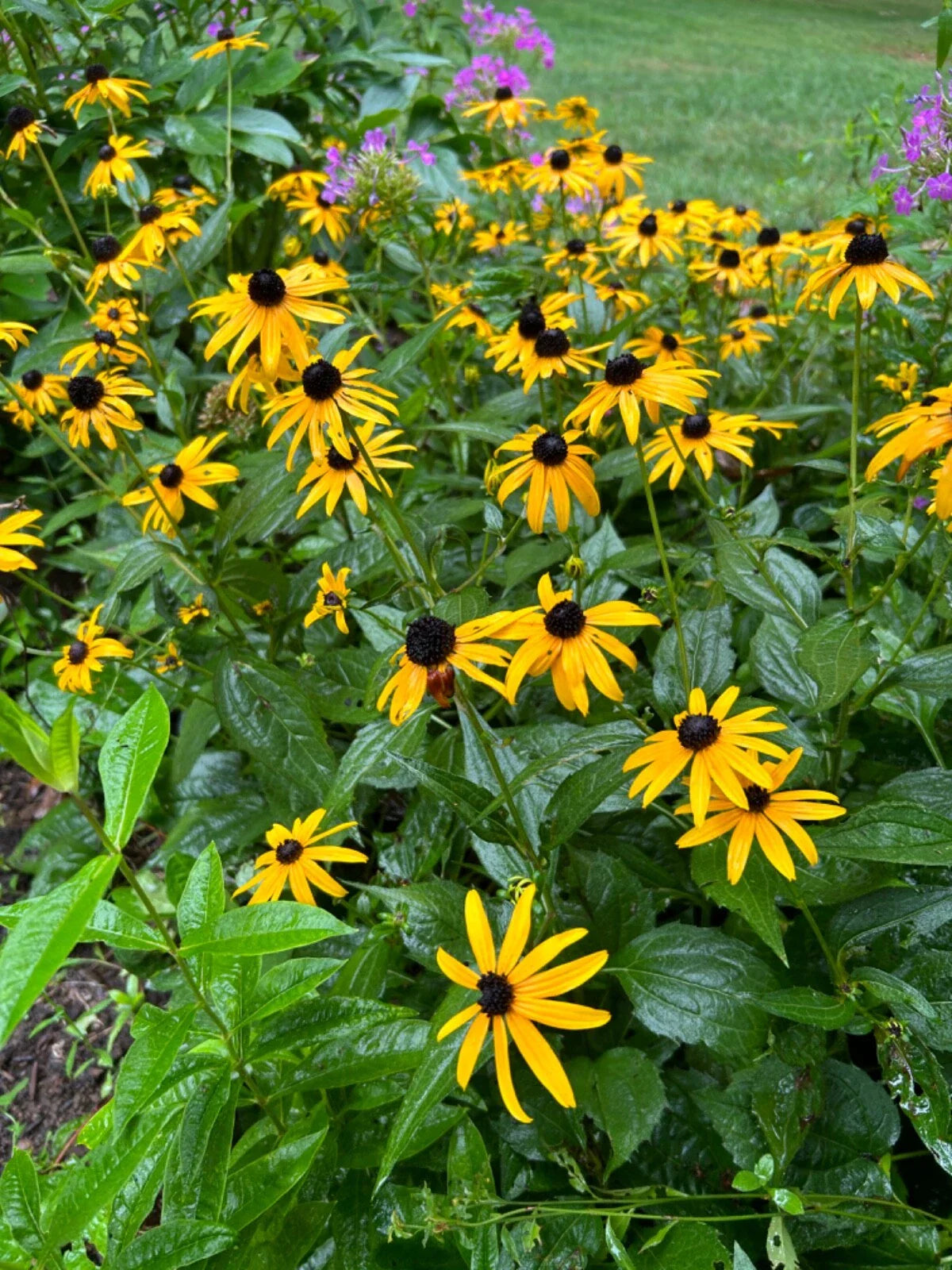 Black-Eyed Susan Plants - 12 Bare Root Plugs - Organic, Flowering Perennial - Rudbeckia hirta