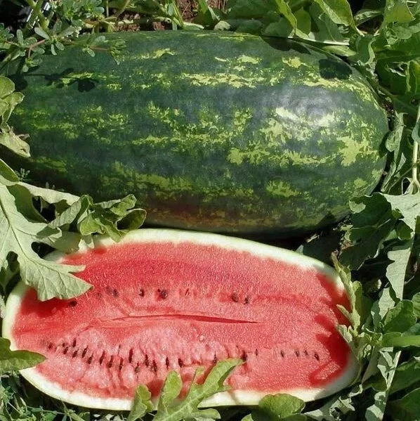 Kleckley's Sweet Watermelon Seeds - 25+ Heirloom Seeds - Large & Super Sweet - Fresh Gardening Seeds