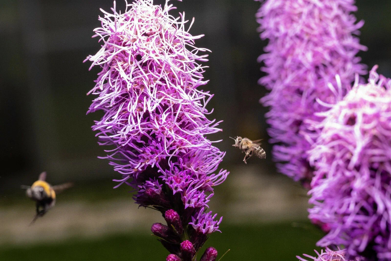 Kobold Dense Blazing Star Seeds - 25+ Liatris spicata - Perennial Flower Seeds for Garden Planting