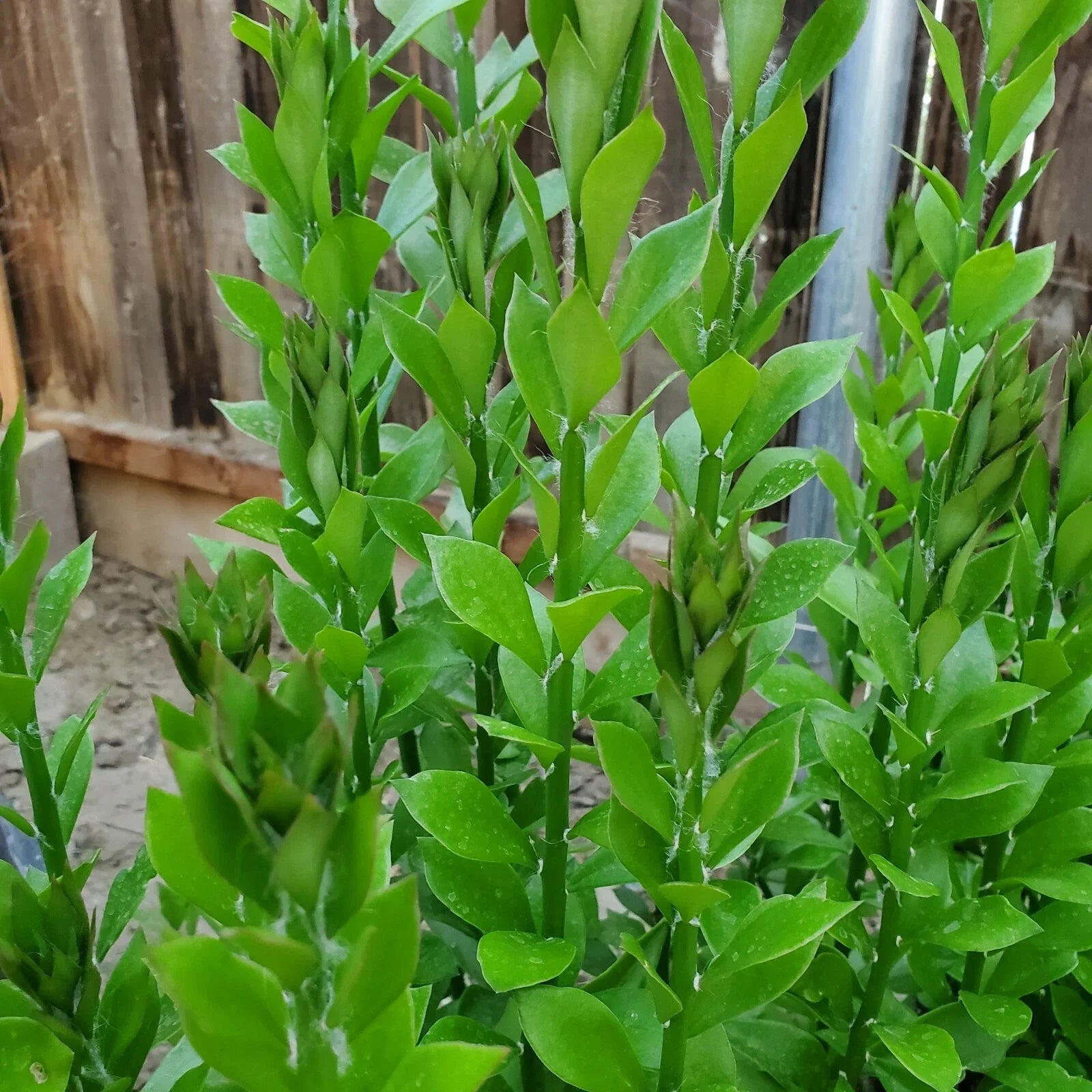 Pereskiopsis Spathulata Grafting Stock Cuttings - 4-5 Inch - Qty 20 - Ideal for Cacti Propagation