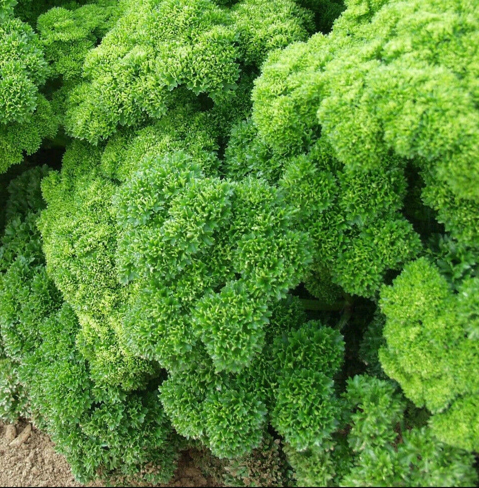 Curly Leaf Parsley Seeds - Non-GMO Triple Moss Variety - Herb Garden Seed 2025 - Petroselinum crispum