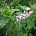 Spearmint Herb Seeds, NON-GMO, Mentha spicata, Multiple Sizes Available, Organic Gardening, Free Shipping