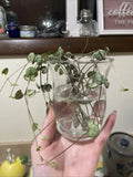 String of Hearts Cuttings 6" Propagated and Rooted Plant - Ceropegia woodii