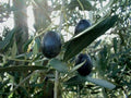 Olive Tree Seeds 15 Seeds Olea Europaea Green Edible Variety