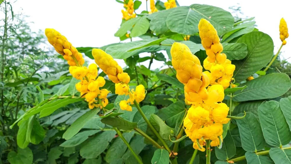 Emperors Candlesticks Wildflower Seeds - 30 Seeds - Senna alata - Non-GMO, Ships from Io