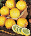 Lemon Cucumber Seeds - 50+ Heirloom Non-GMO RARE Variety - Cucumis sativus
