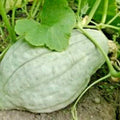 Blue Hubbard Winter Squash Seeds - Heirloom Variety - 30+ Seeds - Sweet Potato Flavor - Cucurbita maxima