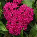 Pentas Seeds - 100 Count - Graffiti Lipstick - Pentas lanceolata - Colorful Flowering Plant Seeds for Garden