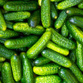 Gherkin Cucumber Seeds - Parisian Variety - French Cornichon - Perfect for 2025 Planting - Cucumis sativus