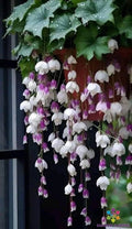 25+ Weeping Begonia Seeds - Purple White Variety - Perfect for Garden - USA Grown