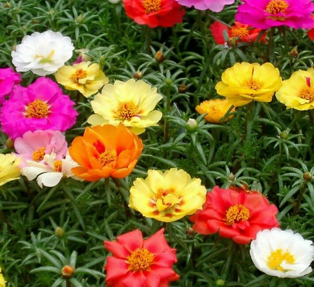 Moss Rose Seeds 500+ Double Mix Annual Flower Portulaca - Colorful Garden Seeds for Easy Growing