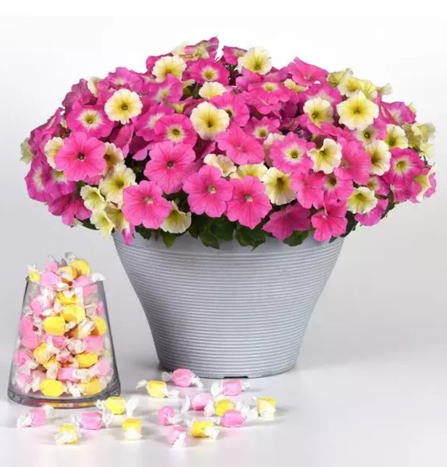 Petunia Plugs 288 Size E3 Easy Wave Sweet Taffy Mix, 10 Baby Plants, Pink Cosmo, Yellow, Rose Morn - Petunia x hybrida