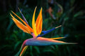 Bird of Paradise Flower Seeds - 5 Pack - Exotic Tropical Blooms - Strelitzia reginae