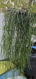 Rhipsalis Cuttings - 6 Epiphytic Cactus Cuttings with White Blooms - Rhipsalis baccifera ssp. baccifera