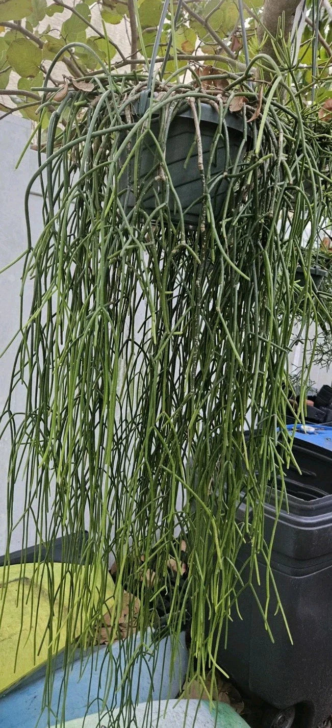 Rhipsalis Cuttings - 6 Epiphytic Cactus Cuttings with White Blooms - Rhipsalis baccifera ssp. baccifera