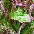 Red Romaine Lettuce Seeds - Caesar Salad Variety, NON-GMO, Multiple Sizes Available, Free Shipping
