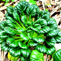 Tatsoi Seeds 300+ Non-GMO Asian Greens Mustard Seeds (Brassica rapa subsp. narinosa) - Free Shipping on 4+ Items
