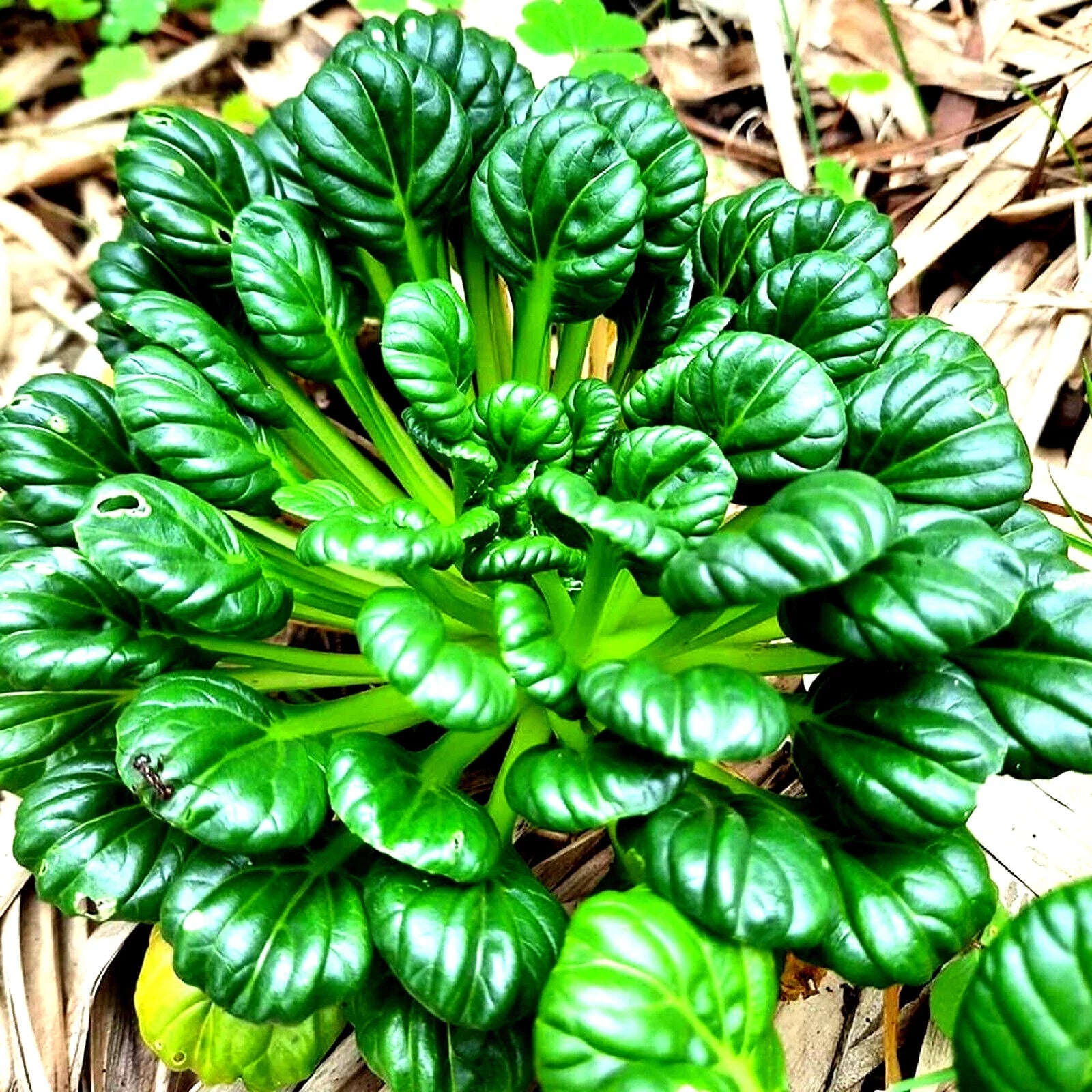 Tatsoi Seeds 300+ Non-GMO Asian Greens Mustard Seeds (Brassica rapa subsp. narinosa) - Free Shipping on 4+ Items