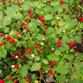 Chiltepin Hot Pepper Seeds - 25+ Pack for Garden Planting - Capsicum annuum - USA Grown - Free Shipping