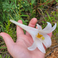 Philippine Lily Seeds | 25 Count | White Flower | Lilium Philippinese | Florida Wildflowers