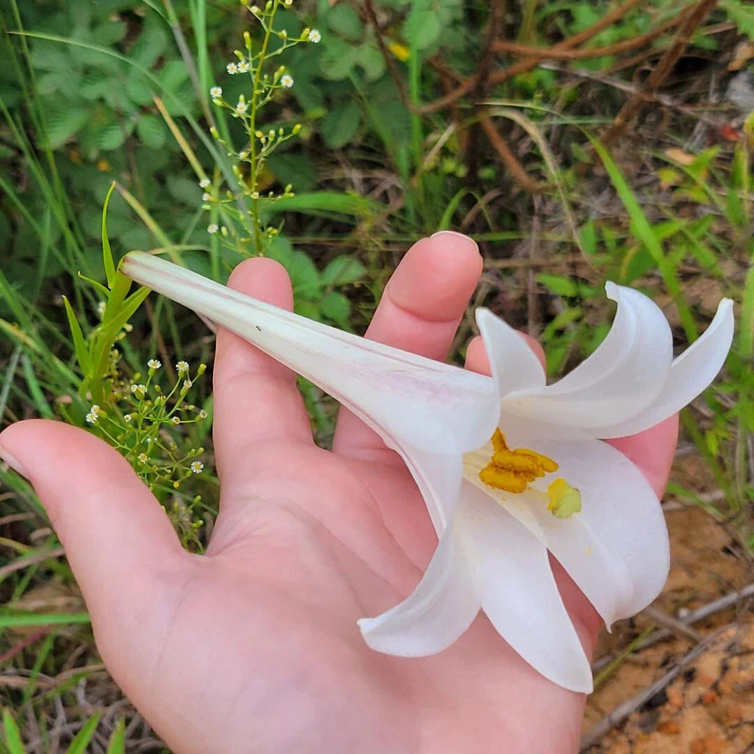 Philippine Lily Seeds | 25 Count | White Flower | Lilium Philippinese | Florida Wildflowers