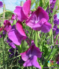 Violet Queen Sweet Pea Seeds - 50+ Seeds - Lathyrus odoratus - Garden Planting - USA