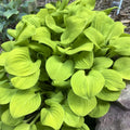 Hosta Sun Mouse Mini Perennial Shade Plant in 5.25" Pot - Well Rooted (Hosta 'Sun Mouse')