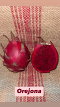 Mature Cuttings Dragon Fruit Orejona - Hylocereus undatus, Tropical Fruit Plant Starter for Home Garden