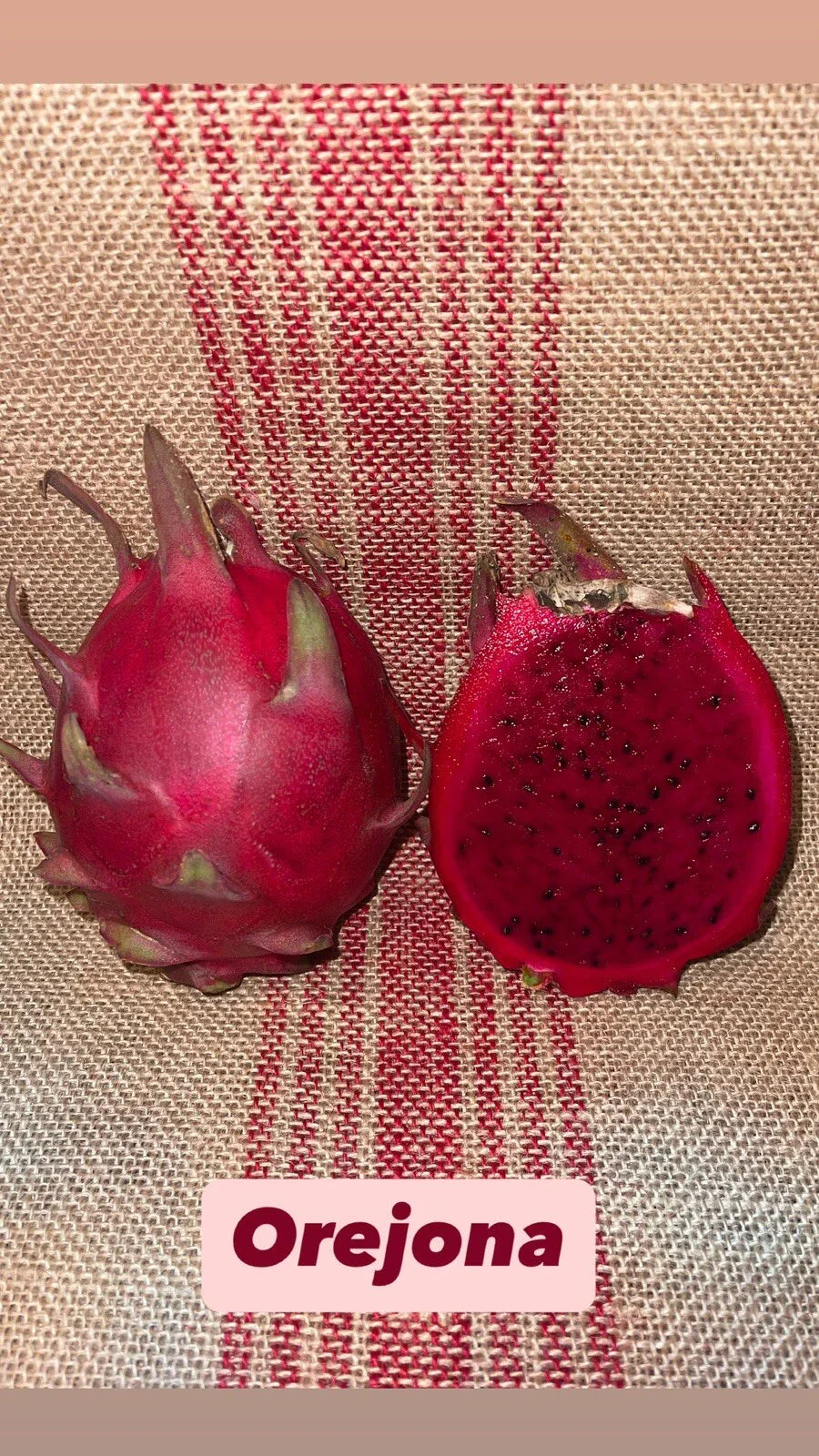 Mature Cuttings Dragon Fruit Orejona - Hylocereus undatus, Tropical Fruit Plant Starter for Home Garden