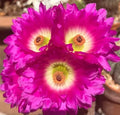 Echinocereus Rigidissimus Rainbow Hedgehog Cactus - 4" Potted with 3" Pink Flower