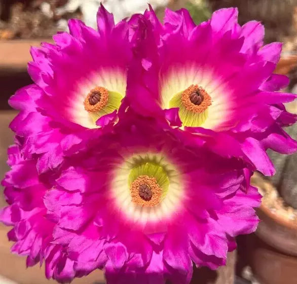 Echinocereus Rigidissimus Rainbow Hedgehog Cactus - 4" Potted with 3" Pink Flower