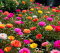 1000+ Seeds Mixed Moss Rose, Vietnam Rose, Portulaca Grandiflora, Colorful Ground Cover