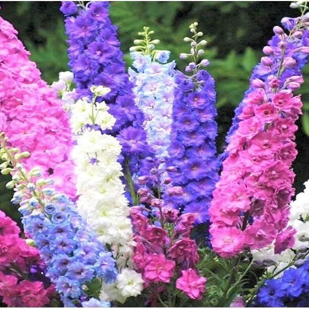 Delphinium Seeds - 50 Pack Rocket Mix Perennial Garden Flower Seeds - Delphinium elatum - USA Grown