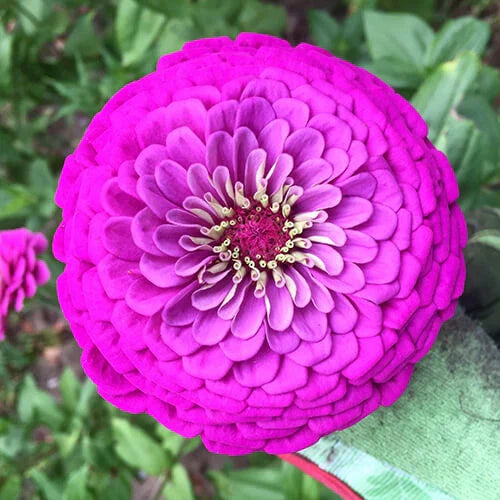 Purple Prince Zinnia Seeds | Giant 5" Purple Flowers | Zinnia elegans