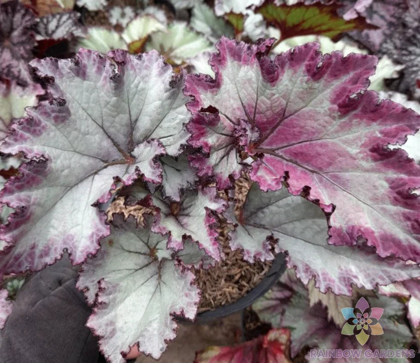Satin Jazz Begonia Seeds - 25+ Count - Indoor/Outdoor Planting - Begonia 'Satin' - USA