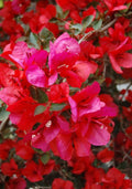 Bougainvillea Starter Plant - San Diego Red Variety - Well Rooted Plug - Bougainvillea spectabilis