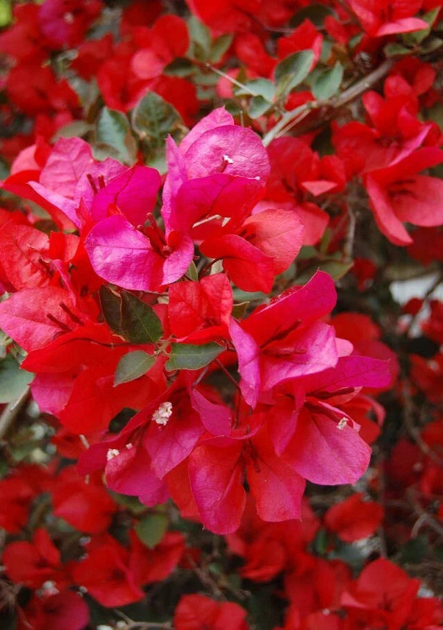 Bougainvillea Starter Plant - San Diego Red Variety - Well Rooted Plug - Bougainvillea spectabilis
