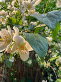 Philadelphus Coronarius Cuttings | Sweet Mock Orange | English Dogwood | 10 Rooted Cuttings
