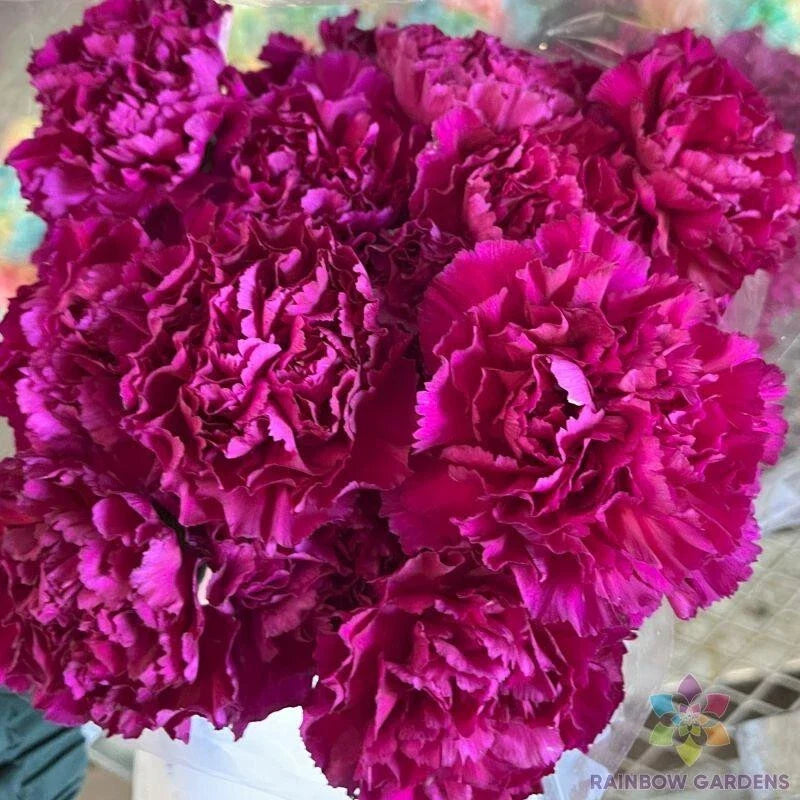Southern Pink Carnation Seeds - 200+ Premium Seeds for Garden Planting - Dianthus caryophyllus - USA