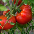 Tomato Seeds 100 Count Chef's Choice Red Vining Plant (Solanum lycopersicum) - High Yield, Large Fruits, Support Needed