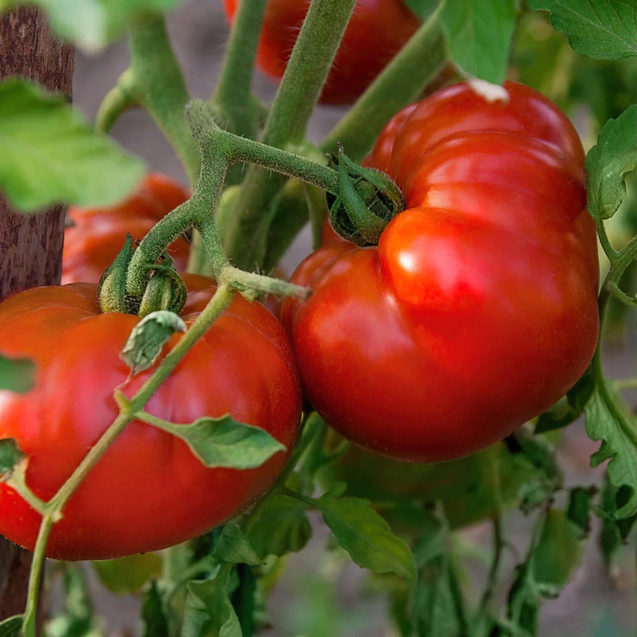 Tomato Seeds 100 Count Chef's Choice Red Vining Plant (Solanum lycopersicum) - High Yield, Large Fruits, Support Needed