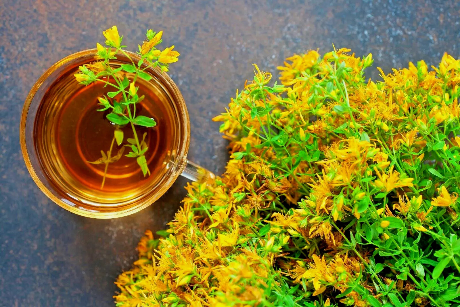 St John's Wort Herb Seeds 1000 Count - Hypericum Perforatum, Easy to Grow, Bulk Seeds, USA