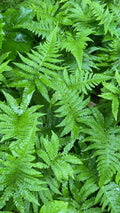 Long Beech Fern 5-Pack Live Plants | Rare Native Phegopteris connectilis | Southern Alabama Folklore Fern