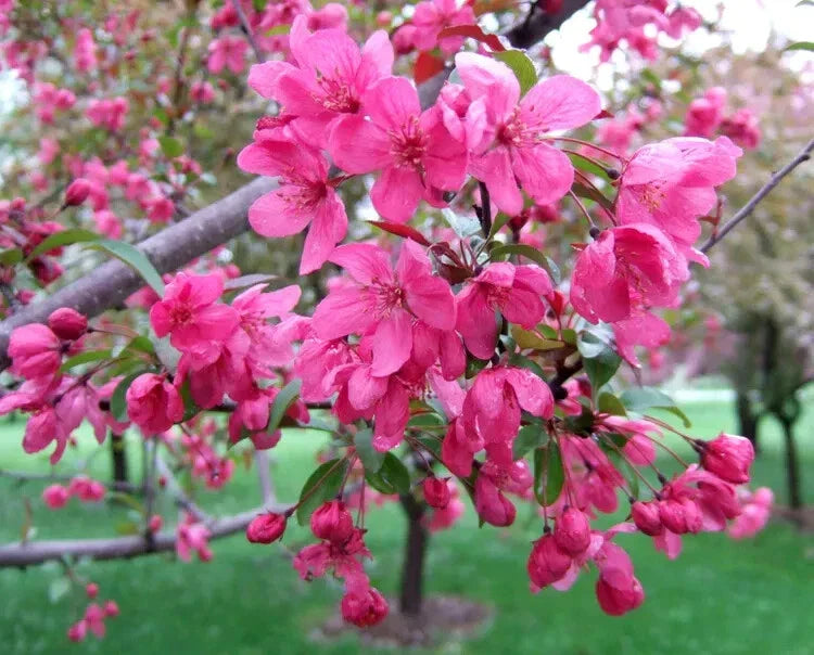 Prairifire Crabapple Seeds - 25+ Seeds for Garden Planting - Malus 'Prairifire' - USA