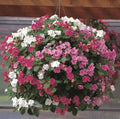 Busy Lizzy Seeds - 1000 Count - Impatiens Super Elfin Seaside Mix - Colorful Flowering Plants - Impatiens walleriana