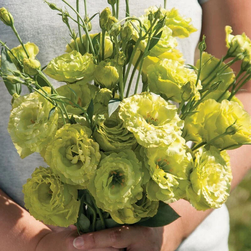Lisianthus Plug Plant - Green, Well-Rooted Starter for Cut Flower Gardens (Eustoma grandiflorum)