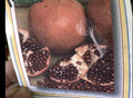 Pomegranate Cuttings - Kashmir Blend - 5 Healthy Plant Cuttings - Punica granatum