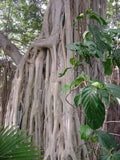 Ficus Benghalensis Tree Seeds | Ornamental Banyan Fig | Tropical Plant | Decorative Indoor Gardening